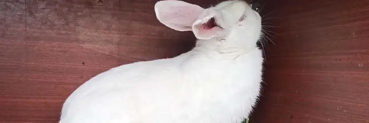 Кролик царапает ухо и уши