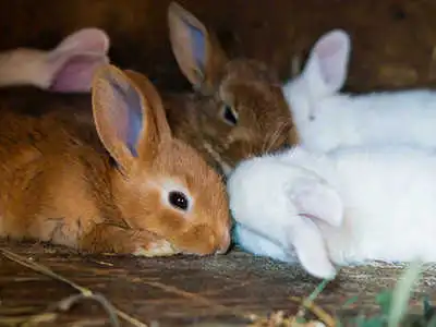 Ежедневный обход крольчатника